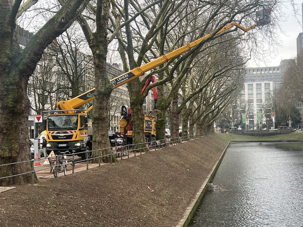 Platanen werden für den „Himmelsstrich“ geschnitten © Lokalbüro Platanen werden für den „Himmelsstrich“ geschnitten © Lokalbüro