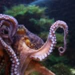 Schlüpfrige Einblicke hinter Glas: Valentinsführung im Aquazoo