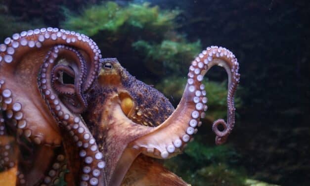 Schlüpfrige Einblicke hinter Glas: Valentinsführung im Aquazoo