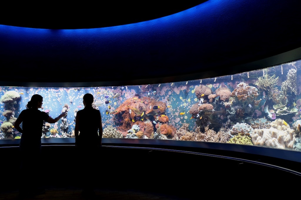 Das Panorama-Aquarium im Aquazoo zeigt eine Korallenrifflandschaft, wie man sie in der Natur nur noch selten vorfindet, © Aquazoo Löbbecke Museum