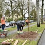 Neue Bäume für die Stadt: Düsseldorf setzt Pflanzoffensive fort