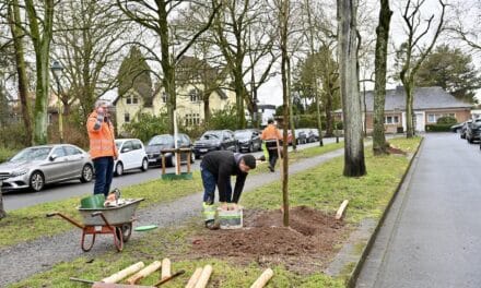 Neue Bäume für die Stadt: Düsseldorf setzt Pflanzoffensive fort
