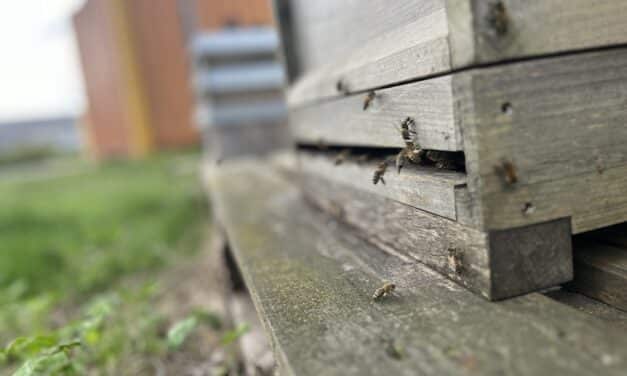 Einsteigerkurs macht Lust auf die Welt der Bienen