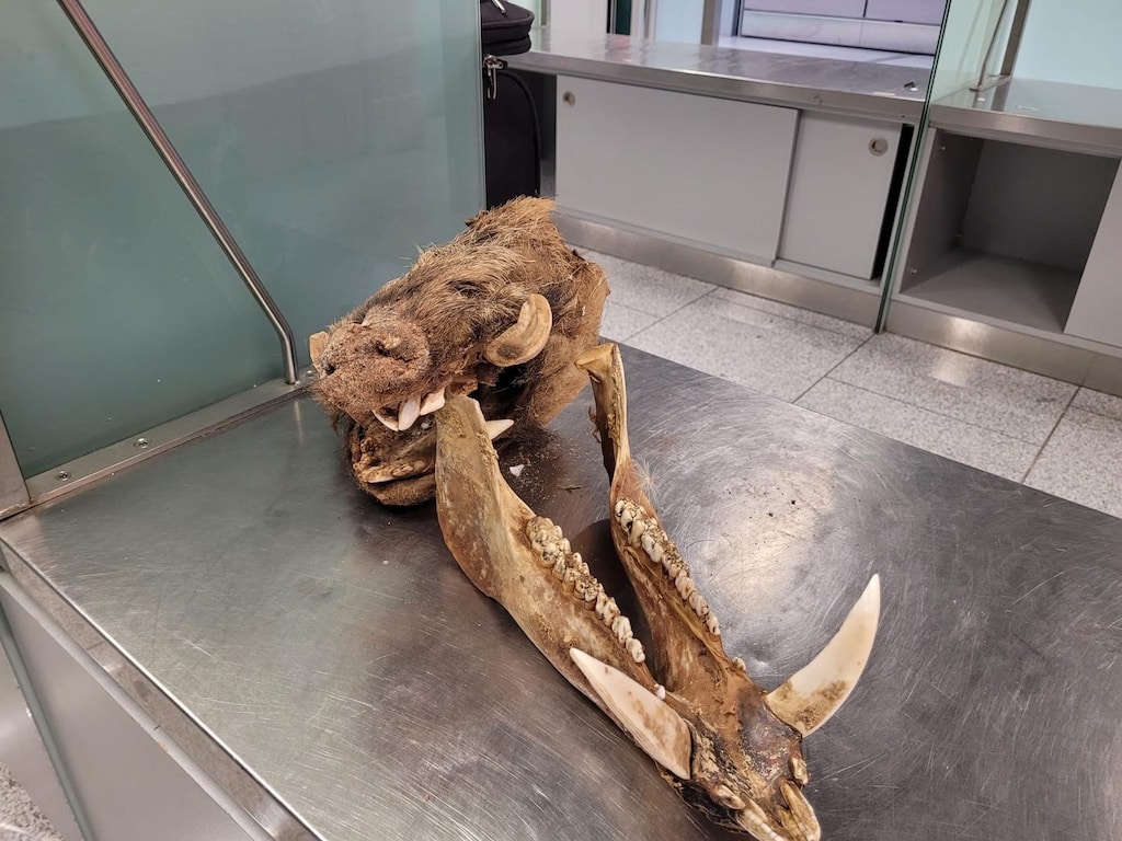 Wildschweinschädel © Hauptzollamt Düsseldorf