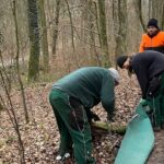 In Düsseldorf beginnt die Krötenwanderung – Zahl der geretteten Tiere gestiegen