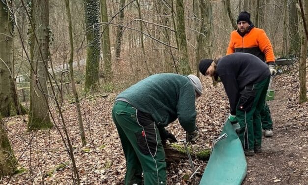 In Düsseldorf beginnt die Krötenwanderung – Zahl der geretteten Tiere gestiegen