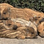 Brut- und Setzzeit beginnt: Stadt ruft zu Rücksicht in der Natur&nbsp;auf
