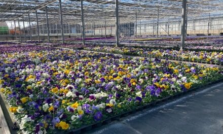 260.000 Frühlingsblumen bringen Düsseldorf zum Leuchten