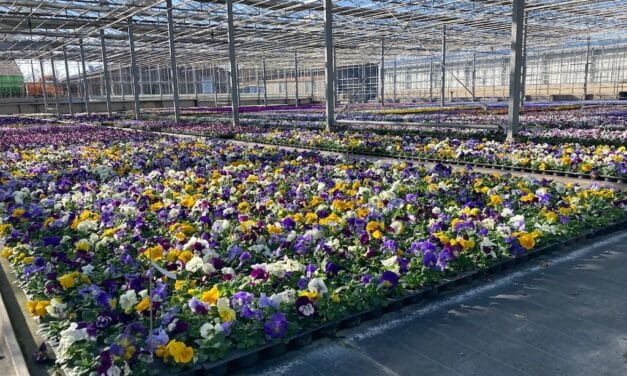 260.000 Frühlingsblumen bringen Düsseldorf zum Leuchten