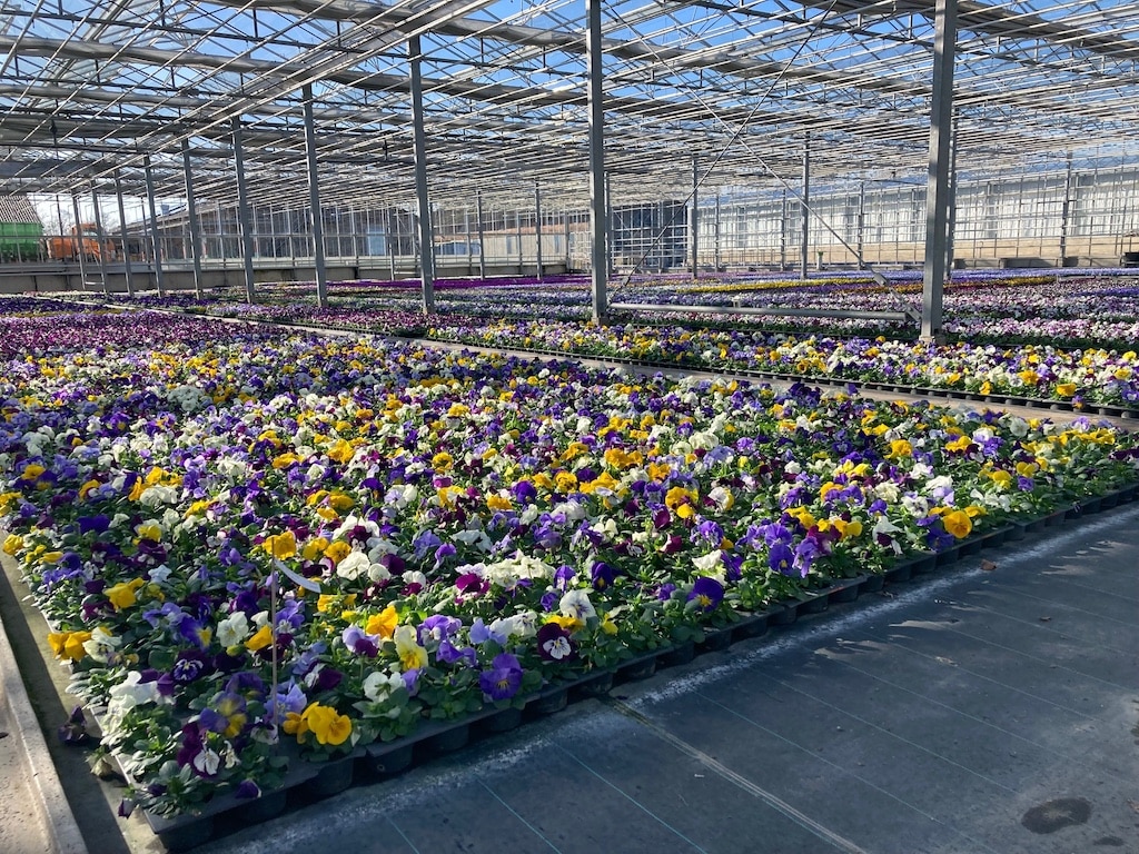 Rund 135.000 Frühlingsblumen sind in den vergangenen Monaten in den Gewächshäusern der Stadtgärtnerei herangewachsen. Sie kommen in die Düsseldorfer Parks und Grünanlagen sowie auf die Friedhöfe und in die 170 Blumenkübel im gesamten Stadtgebiet. Sie kommen in die Düsseldorfer Parks und Grünanlagen sowie auf die Friedhöfe und in die 170 Blumenkübel im gesamten Stadtgebiet. © Landeshauptstadt Düsseldorf