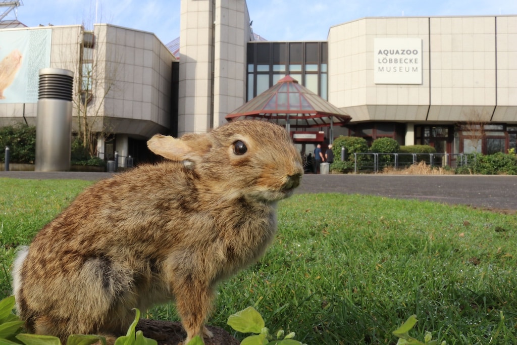 Das Aquazoo Löbbecke Museum lädt Familien in den Osterferien zu einem abwechslungsreichen Ferienprogramm ein. © Aquazoo Löbbecke Museum