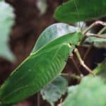 Forschungsobjekt Insekt”: Workshop im Aquazoo Löbbecke Museum