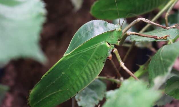 Forschungsobjekt Insekt”: Workshop im Aquazoo Löbbecke Museum