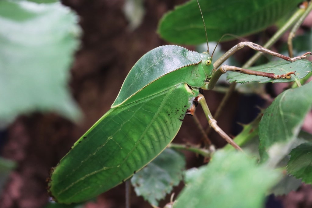 Einige Insekten wie diese Neuguinea-Riesenblattschrecke (Siliquofera grandis) faszinieren bereits durch ihre beachtliche Größe, doch auch über die winzigen Vertreter dieser vielfältigen Tiergruppe gibt es beim Workshop Vieles zu erfahren. © Aquazoo Löbbecke Museum