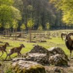 Frühlingserwachen im Wildpark: Neue Bäume und tierischer Nachwuchs