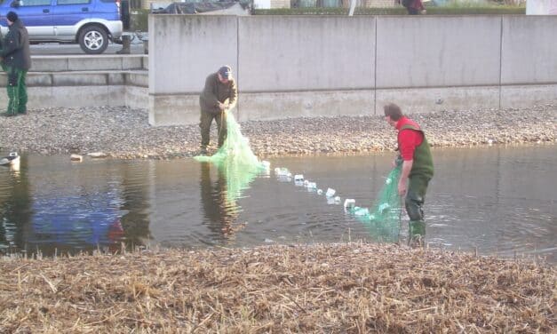 Fische aus Belsenpark-Teich umgesiedelt – Stadt sucht weiter nach Ursache der Leckage