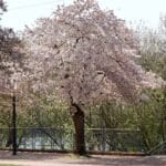 Hallo Frühling! Die schönsten Orte für die Kirschblüte in Düsseldorf