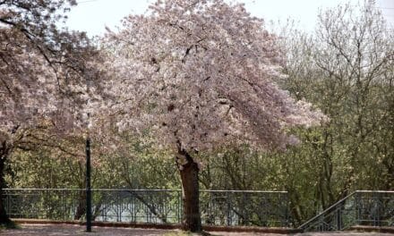Hallo Frühling! Die schönsten Orte für die Kirschblüte in Düsseldorf