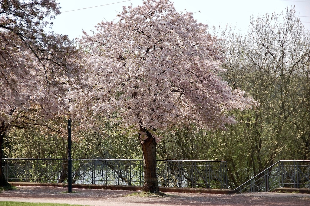 Kirschblüten in Düsseldorf © Lokalbüro