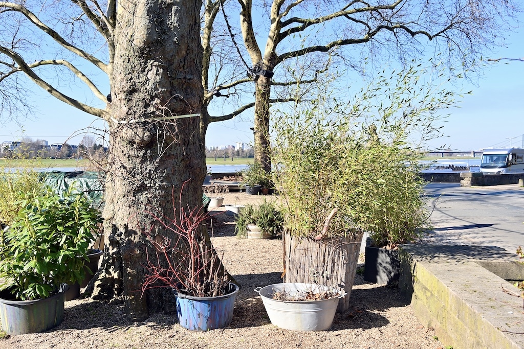 Three Little Birds-Biergarten derzeit geschlossen © Lokalbüro