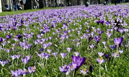 Automatisch gespeicherter Entwurf