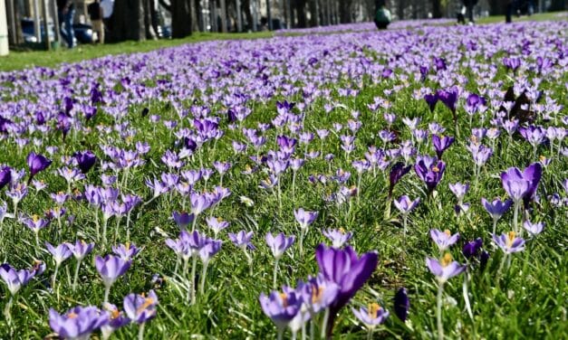Düsseldorf blüht auf: Das „Blaue Band“ zieht wieder durch den Rheinpark