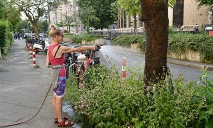 Zusätzliche Wässerung der Stadtbäume beginnt