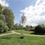 Zitterpappel für den Nachbarschaftspark Diepenstraße gepflanzt