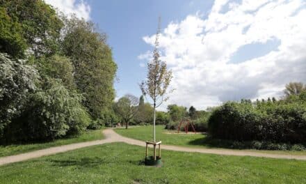 Zitterpappel für den Nachbarschaftspark Diepenstraße gepflanzt
