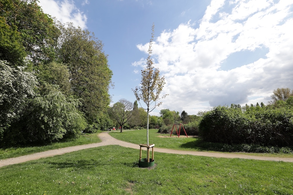 Diese Zitterpappel wurde vom Gartenamt anlässlich der Aktion "Baum des Jahres" in den Nachbarschaftspark Diepenstraße gepflanzt.© Landeshauptstadt Düsseldorf/David Young
