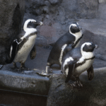 Frühjahrsputz bei den Pinguinen: Aquazoo reinigt Außengehege