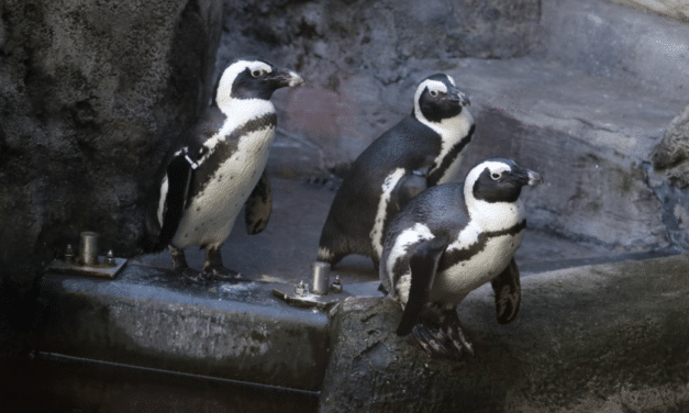 Frühjahrsputz bei den Pinguinen: Aquazoo reinigt Außengehege