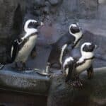 Frühjahrsputz bei den Pinguinen: Aquazoo reinigt Außengehege