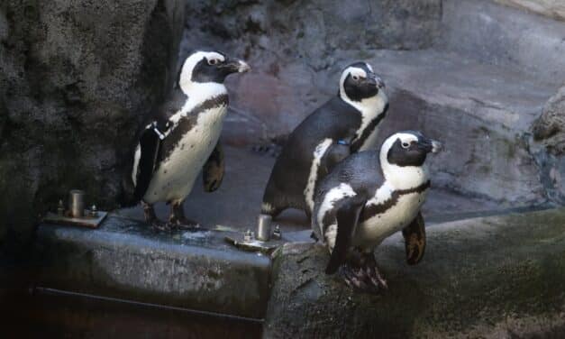 Frühjahrsputz bei den Pinguinen: Aquazoo reinigt Außengehege