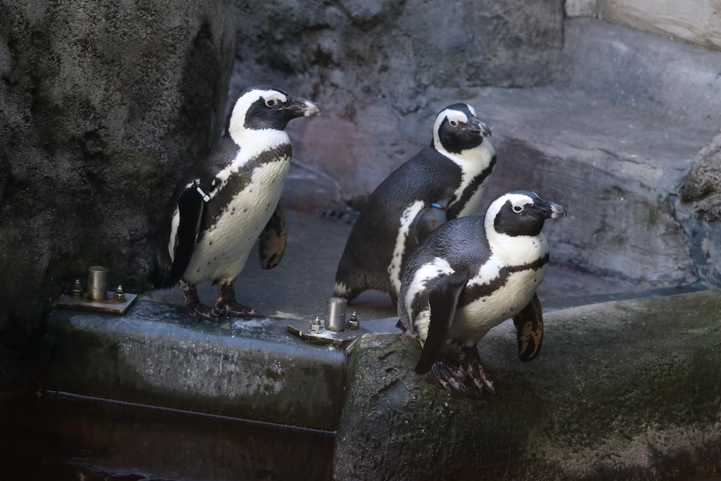 Das Gehege der Brillenpinguine im Aquazoo wird einmal im Jahr komplett gereinigt. © Aquazoo Löbbecke Museum