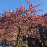 Kirschblüten in Düsseldorf