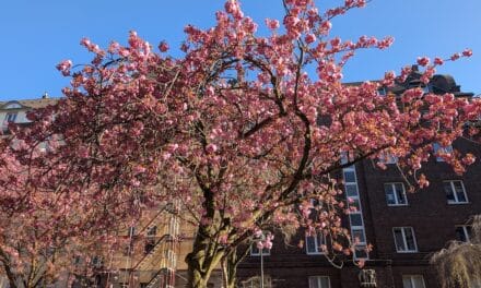 Kirschblüte in Düsseldorf