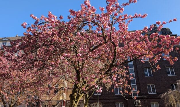 Kirschblüte in Düsseldorf