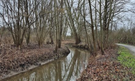 Öffentliche Gewässerschau am Schwarzbach: Bürger können teilnehmen