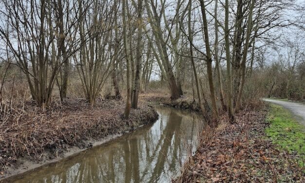 Öffentliche Gewässerschau am Schwarzbach: Bürger können teilnehmen