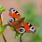 „Mach’s bunt“: Stadt wirbt für grüne Vorgärten und weniger Beton