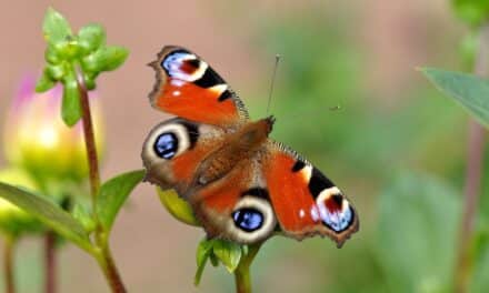 „Mach’s bunt“: Stadt wirbt für grüne Vorgärten und weniger Beton