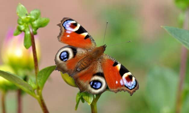 „Mach’s bunt“: Stadt wirbt für grüne Vorgärten und weniger Beton