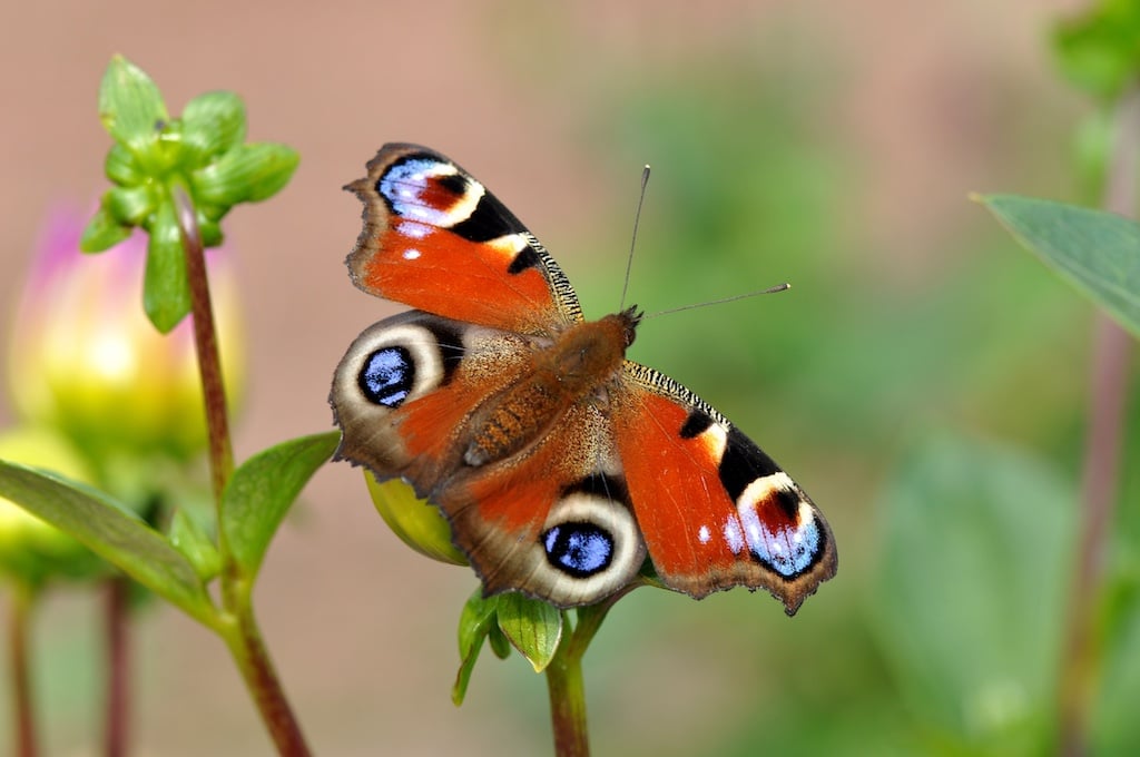 Landeshauptstadt Düsseldorf/Stefan Wenzel © Tagpfauenauge