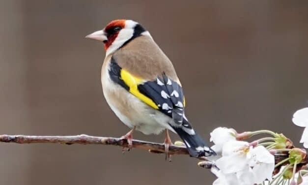 Natur hautnah erleben: Zwei Vogeltage für Kinder in Grafenberg