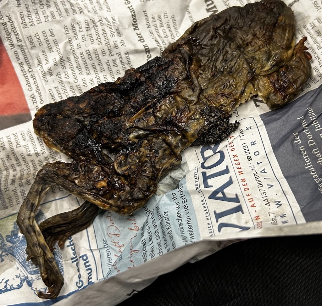 Frosch © Zoll Düsseldorf