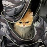 Zoll am Düsseldorfer Flughafen stoppt Tierschmuggler – Pudel und Katze in Quarantäne