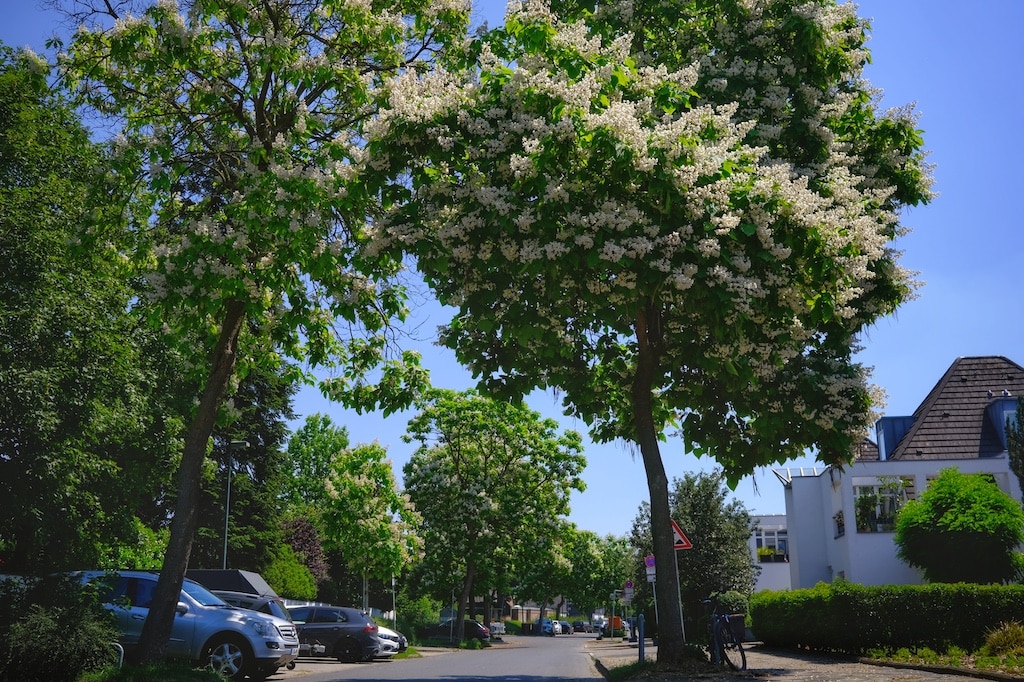 Im ersten Teil der Serie des Gartenamtes "Zukunftsbäume" wird der markante Trompetenbaum vorgestellt. © Landeshauptstadt Düsseldorf/Gartenamt/Christiane Dase