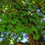 Der Feldahorn: Düsseldorfs unauffälliger Klimaheld