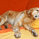 Mein Liebster kommt natürlich mit nach Düsseldorf: Mein&nbsp;Hund